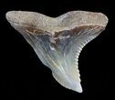 Colorful, Hemipristis Shark Tooth Fossil - Virginia #50031-1